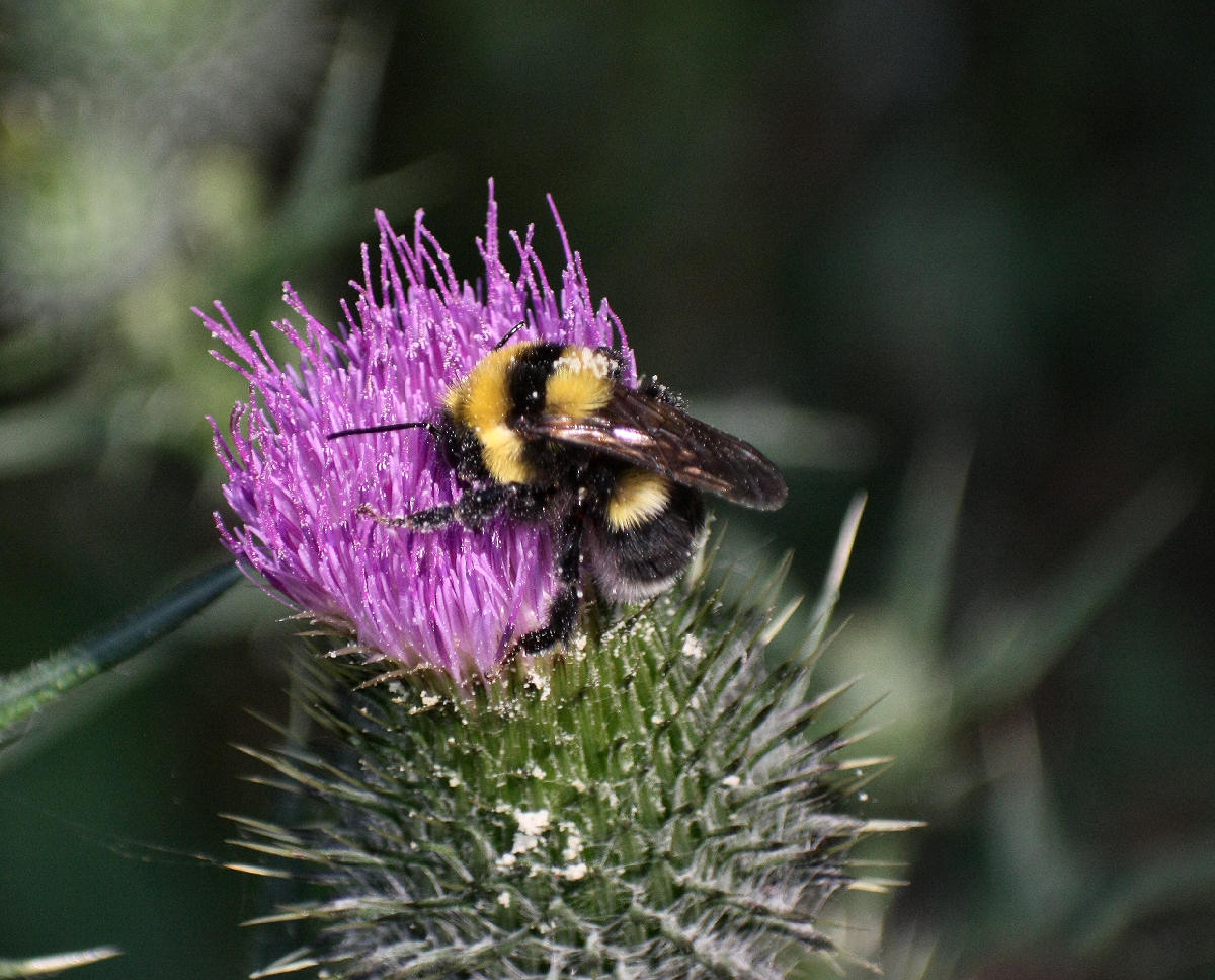 Bombus ruderatus ?